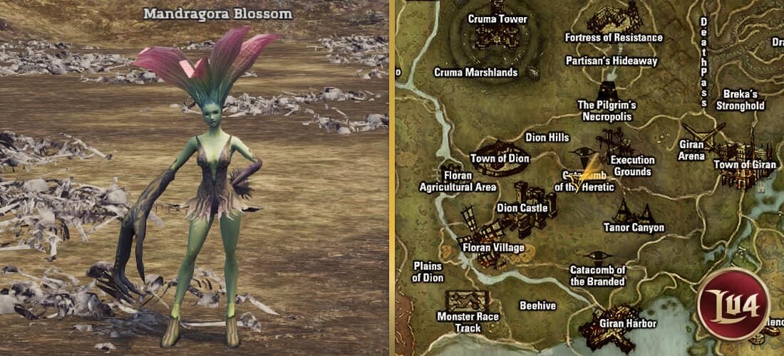 Mandragora Blossom l2