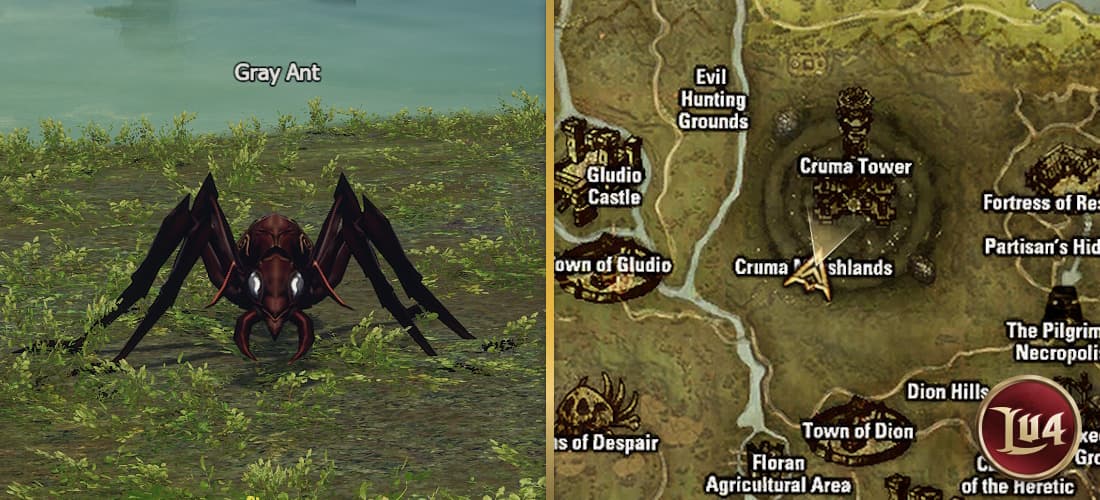 Gray Ant l2