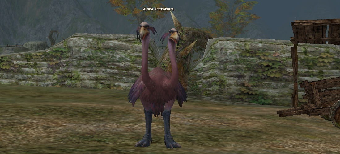 Alpine Kookaburra l2