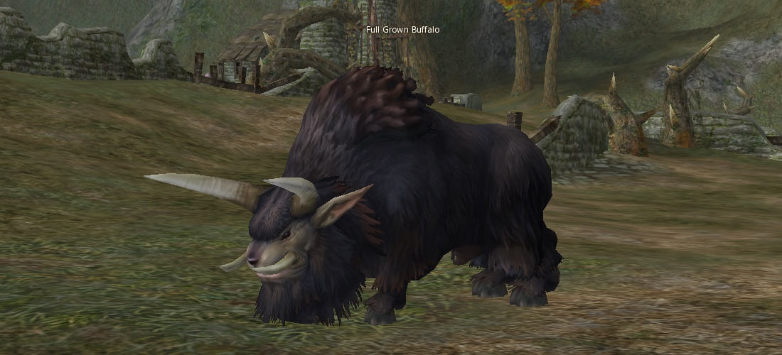Full Grown Buffalo l2
