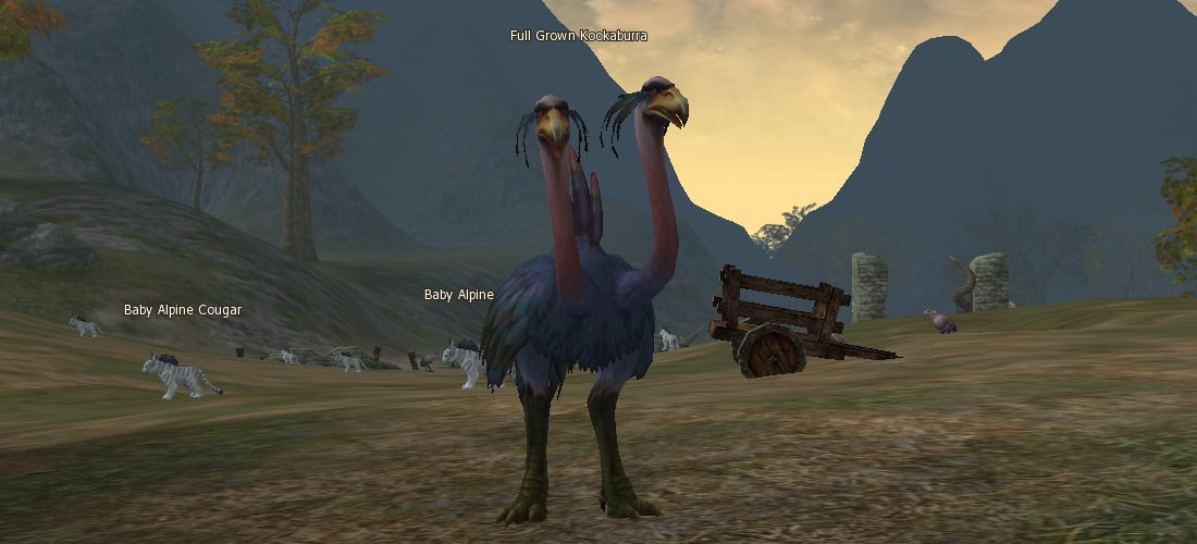 Full Grown Kookaburra l2