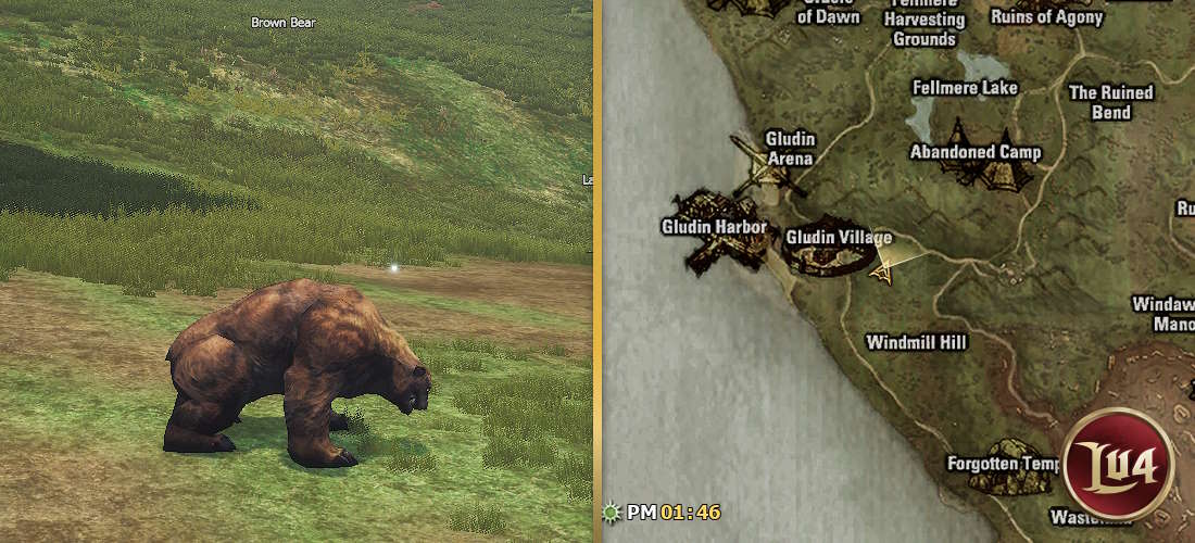 Brown Bear