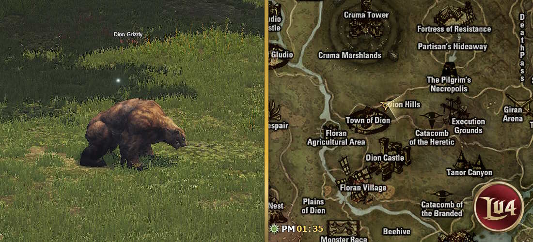 Dion Grizzly